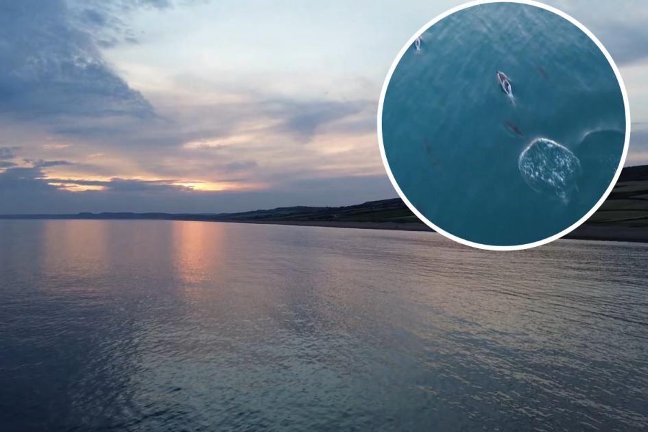 Pod of dolphins thrill onlookers off Abbotsbury
