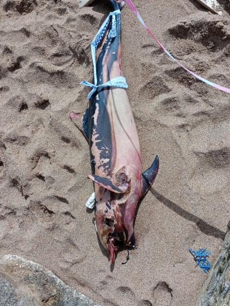 Dead dolphin washes up on Hive Beach at Burton Bradstock | Bridport and Lyme Regis News 