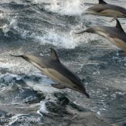 Common Dolphin in the English Channel. Photo credit: Kate Davison/Greenpeace