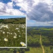 Powerstock Common with an inset of Daisies at Kingcombe. Picture: Dorset Wildlife Trust