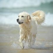 Dogs are now banned from certain beaches in west Dorset