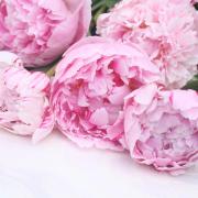 Cut peonies Picture: Alamy/PA