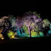 Winter lights up at Abbotsbury Subtropical Gardens Illuminate event Picture: OT Event Technicians