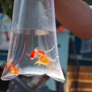 The practice of giving goldfish as prizes has been slammed by the RSPCA