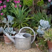 Plants in pots with a watering can in the foreground Picture: Alamy/PA