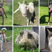 Margaret Green Animal Rescue is looking to find homes for these animals, can you help?