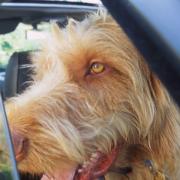 'Dogs die in hot cars' - warning on danger to pets as heatwave continues