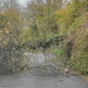 A fallen tree is blocking a road in Burton Bradstock
Picture: Stephen Beardshall
