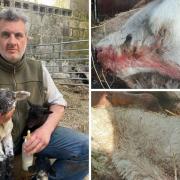 Cameron Farquharson is calling on tougher laws to curb livestock being attacked by dogs