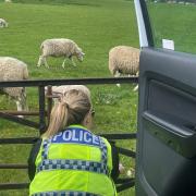 Dead lambs were reported to the Dorset Police Rural Crime Team