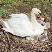 First cygnets at Abbotsbury Swannery
