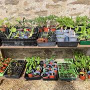 GARDENERS will be sharing the bounty of their spring sowings as a popular plant swap event takes place in west Dorset.