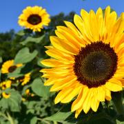 Children can grow their own sunflower at this Lyme Regis event