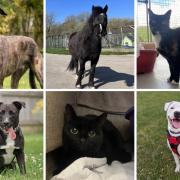 Margaret Green Animal Rescue is looking to rehome these animals
