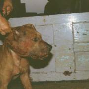 Dorset has seen 12 cases of illegal dog fighting in the past 5 years