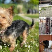 Would you be able to give one of these animals a home in the Dorset area?