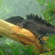 An adult male great crested newt