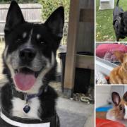 Can you adopt one of these Dorset RSPCA pets?