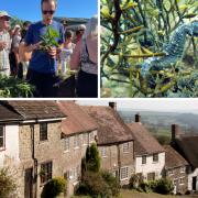 Nettle-eating in west Dorset, a spiny seahorse in Dorset waters and, below, Gold Hill in Shaftesbury