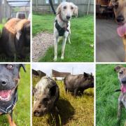 Margaret Green is looking to rehome a number of animals in its care