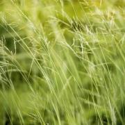 File picture of grasses in garden