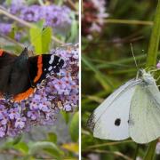 Butterfly Conservation has seen record numbers of reports for this year's butterfly count