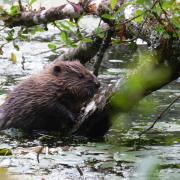 Beavers thriving in Dorset after second litter is born