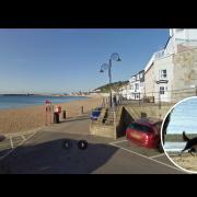 Lyme Regis Front Beach | Inset: A dog walking on a beach off lead
