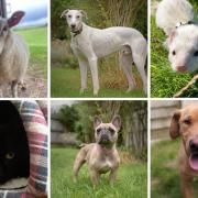 All these animals are looking for their forever homes