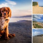 What dog owners think of west Dorset beaches