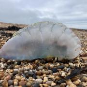Portuguese man o' war washed up on Cogden beach