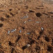 Thousands of dead fish washed up on Eype Beach