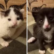 Orhpaned kittens looking for a new home