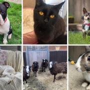 These animals are looking for forever homes in Dorset