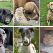 Margaret Green is looking to rehome these animals