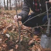 Dorset Council is offering grants to help plant trees across Dorset