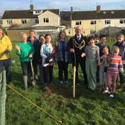 First tree of new orchard planted by mayor