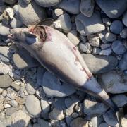Dead porpoise washed up on Monmouth Beach