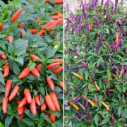 Cardiff Queen (left) and Pixie Lights - the two new chilli varieties created by Sea Spring Seeds