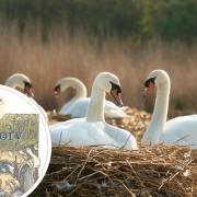 Abbotsbury Swannery has a new theme for its trail  for 2024
