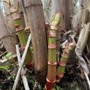 Japanese Knotweed has begun growing early this year in parts of Dorset due to wet weather