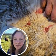 Farmer Rachel Hayball, inset, has called out irresponsible dog owners