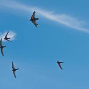 Swifts in flight over Bridport