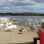 A food and craft fair is taking over Abbotsbury Swannery this Bank Holiday weekend