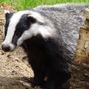 Trust warns more than 2,500 badgers in Dorset to be culled