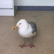 The RSPCA has released a warning after more than a dozen  cases of 'drunk' seagulls, Picture: RSPCA