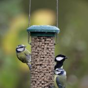 Blue tit and Great tit. Picture: Nigel Blake (rspb-images.com)