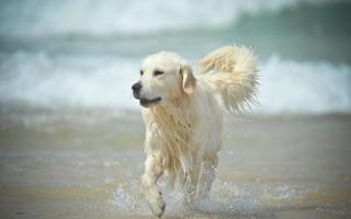 Dogs are now banned from certain beaches in west Dorset