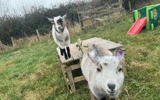 Margoat and Robbie are happily back at their home in Marshwood