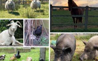 FARMYARD FRIENDS: These field animals, all being cared for at Margaret Green Animal Rescue, are hoping to find their forever homes.
